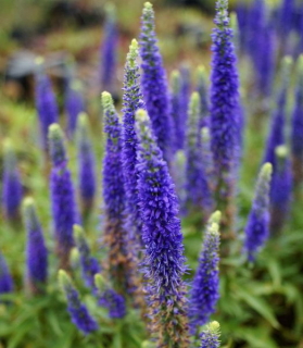 Veronica spicata 'Ulster Dwarf'